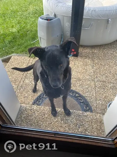 Chien obéissant trouvé à Chapeiry - photo