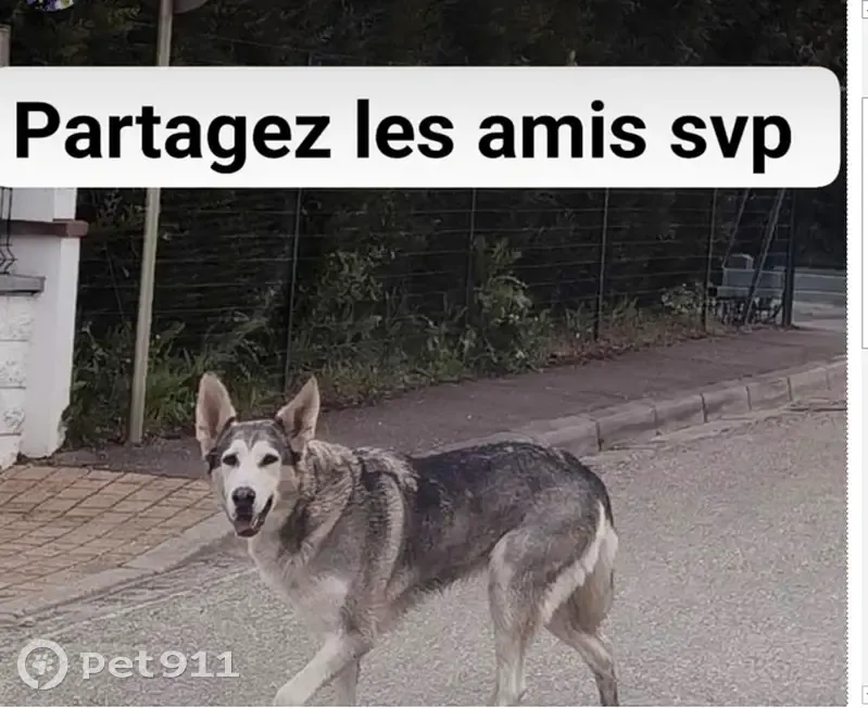 Alerte: Chien perdu à Burnhaupt - photo