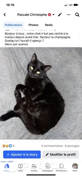 Chat noir perdu à Liverdun - photo