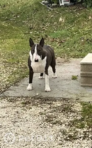 Bull Terrier perdu à Asnières - photo