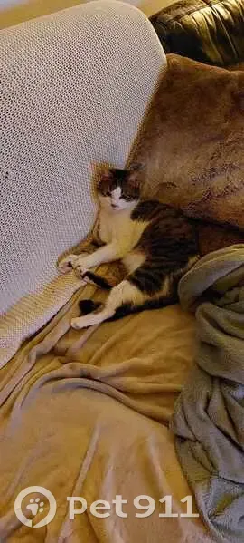 Chat Européen écaille perdu, Paris 9 - photo