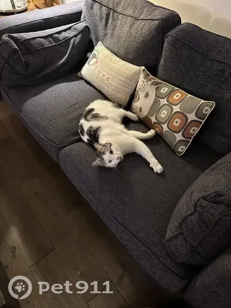 Chat tigré perdu à Malakoff - photo