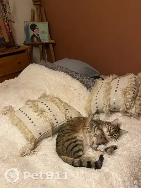 Minoucha, chat taché, perdu à Limoges - photo