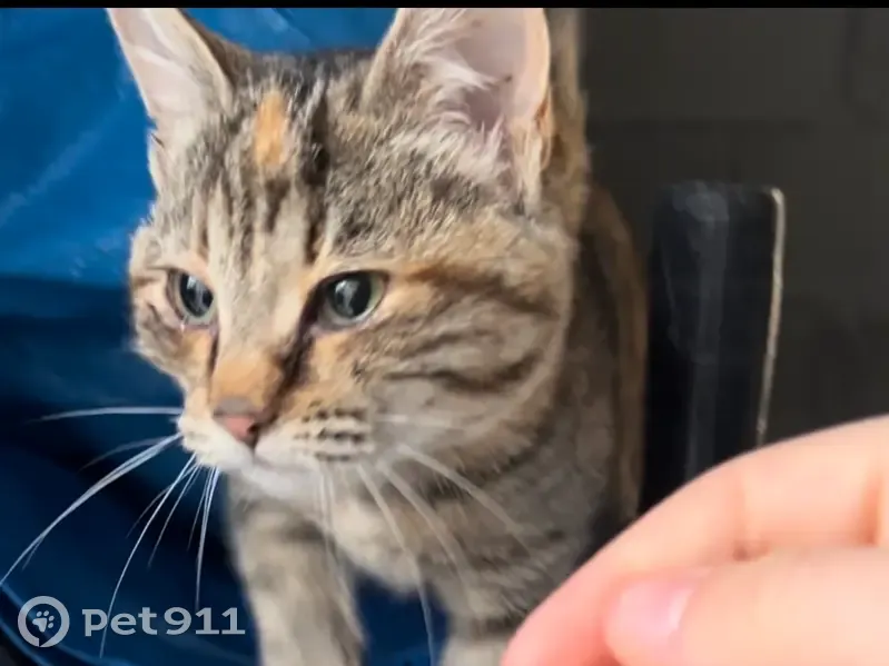 Chat perdu retrouvé à Valence - photo