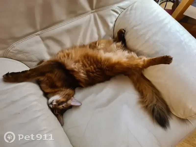 Chat Somali Perdu - Marseille - photo
