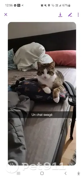 Chat perdu: Castré, pucé, timide - photo