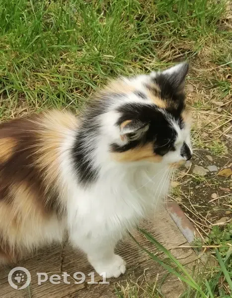 Chat perdu à Imphy retrouvé - photo