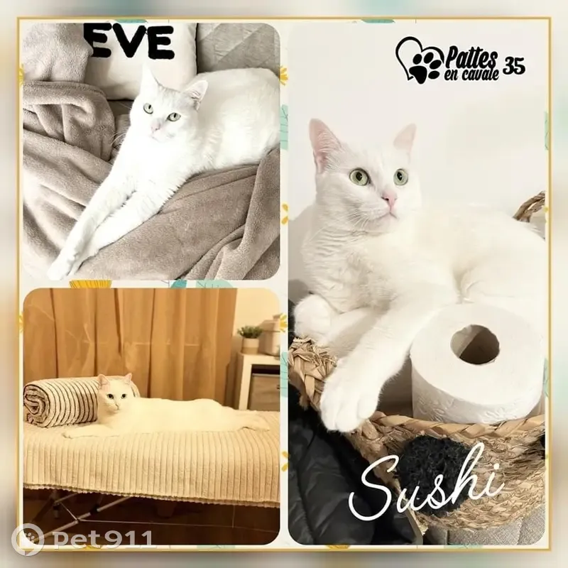 Chat blanc, yeux verts perdu - photo