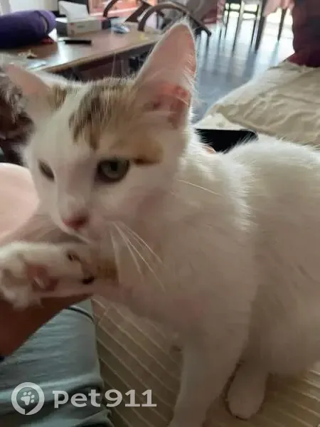 Chatte tricolore Korra perdue - photo