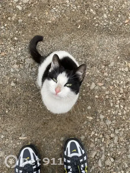 Chatte noire/blanche trouvée à Pinay - photo
