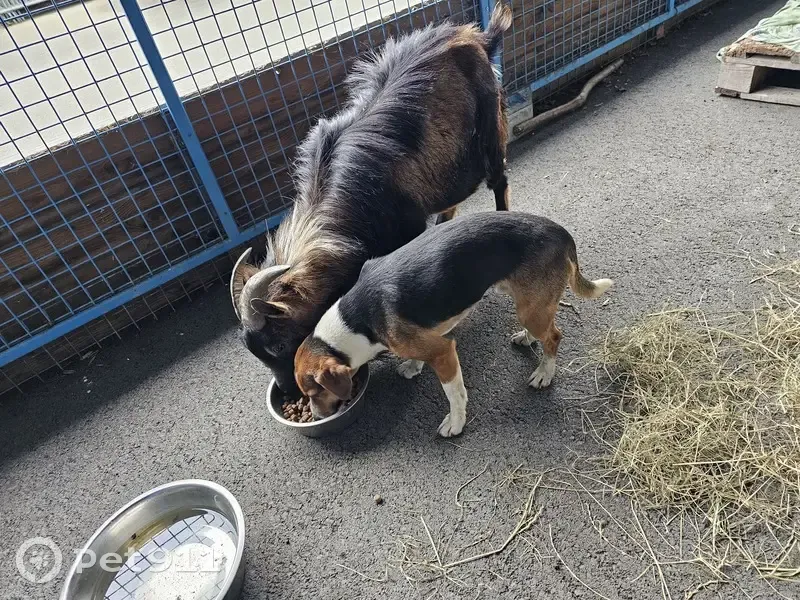 Chien et bouc errants sauvés - photo