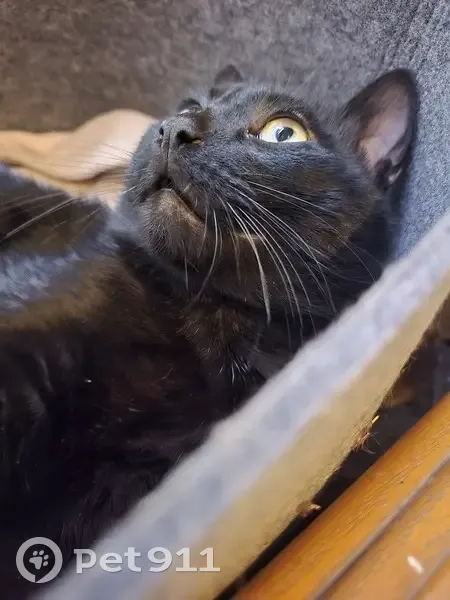 Chat non castré trouvé à Nîmes - photo