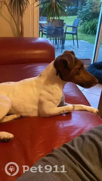 Chien perdu: Jack femelle blanche/marron - photo