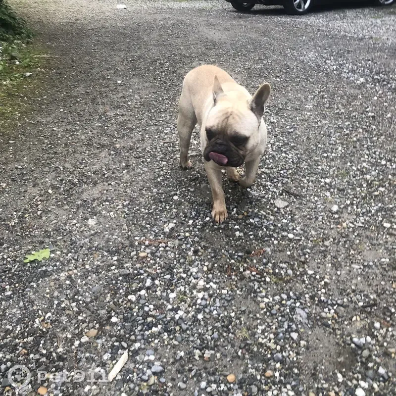 Chien épagneul trouvé à Saint-Jean - photo