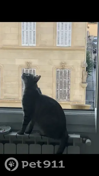 Chat perdu à Marseille 6e - photo