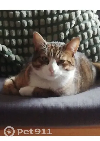 Chat tabby perdu à Draveil - photo