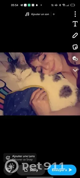 Chatte perdue: Européenne pucée - photo