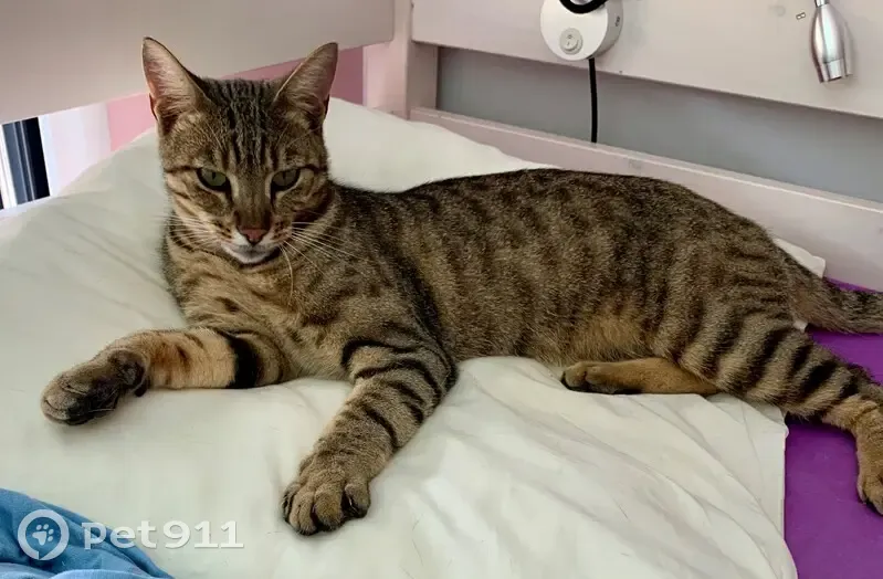Chat tigré perdu à Bilieu - photo