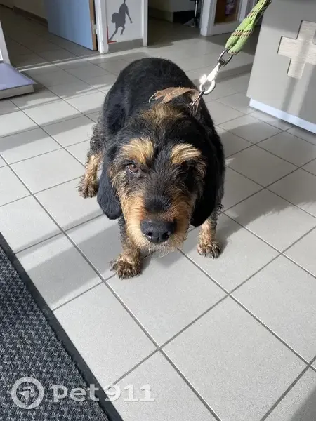 Chien perdu près de Seurre sauvé - photo