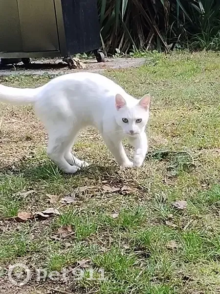 Chat perdu: PE tatoué, pucé - photo