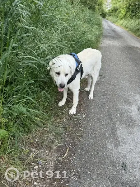 Labrador blanc âgé trouvé à Balma - photo