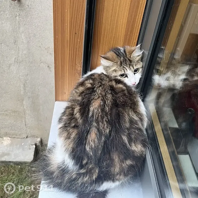 Chat écaille-blanc trouvé à Toulouse - photo