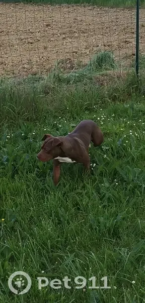 Chien type Staff retrouvé à Mauzac - photo
