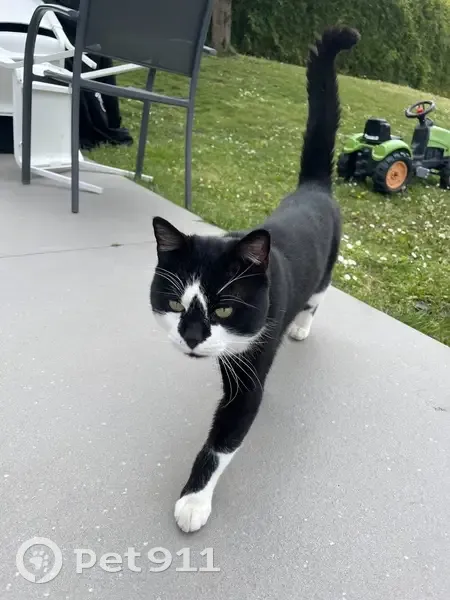 Chat sociable trouvé à Pommiers - photo