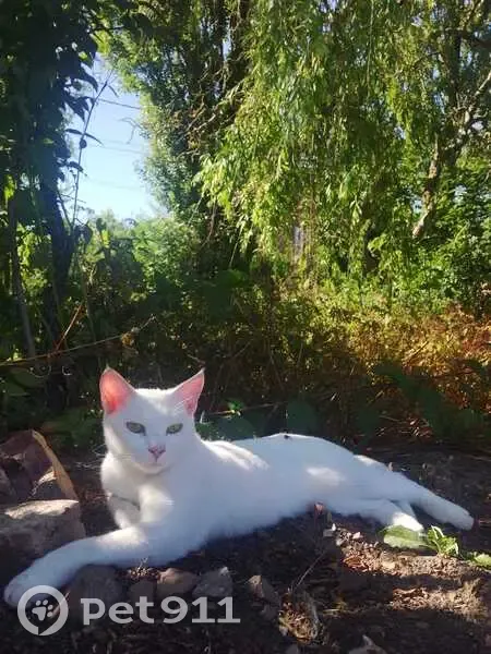 Chatte blanche perdue à Laventie - photo