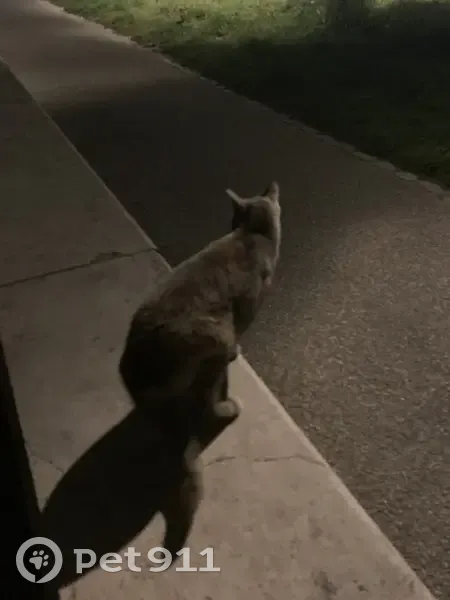 Chat perdu au Quai Augagneur - photo