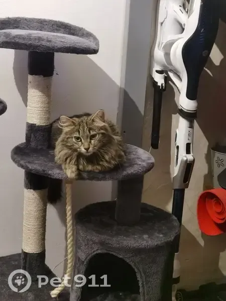 Chatte perdue à Boissy-le-Châtel - photo