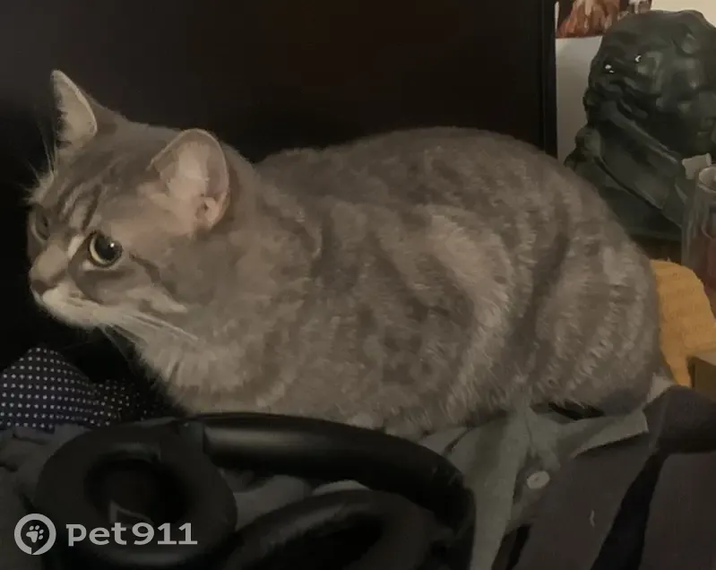 Chat gris aux yeux verts perdu - photo