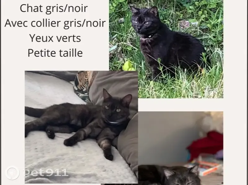 Chat tigré perdu à Malakoff - photo