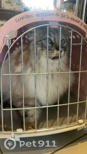 Chat perdu: doux, mal castré, tatoué - photo