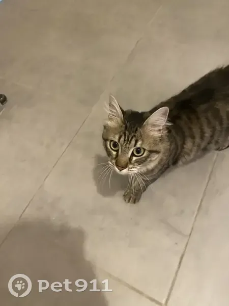 Chat tigré retrouvé à Ollioules - photo