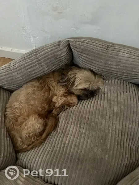 Shih Tzu beige perdu à Tarbes - photo