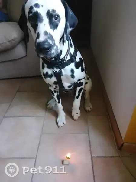 Dalmatien perdu à Estebelingue - photo