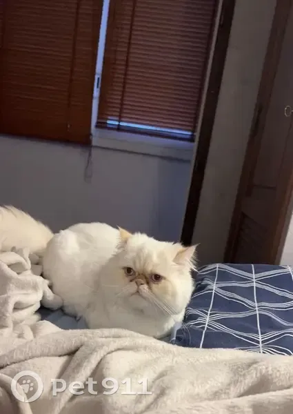 Chat perdu à Nice: pucé, 50 Bld Hugo - photo