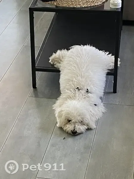 Chien Bichon Urus Perdu à Valbonne - photo