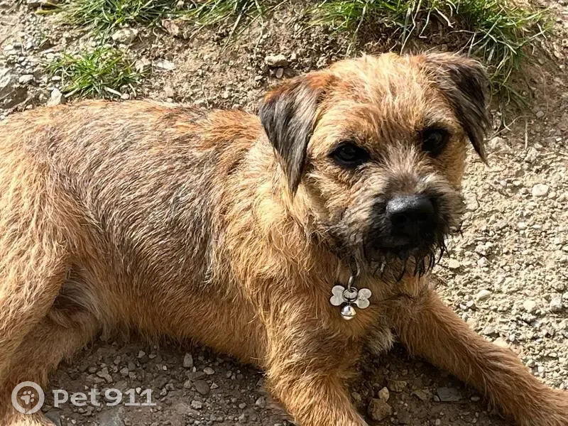 Chien Tuck retrouvé à Vailly - photo