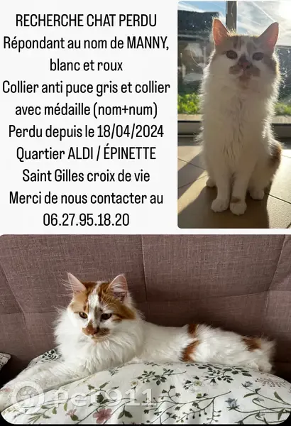 Alerte: Manny, chat blanc/roux perdu - photo