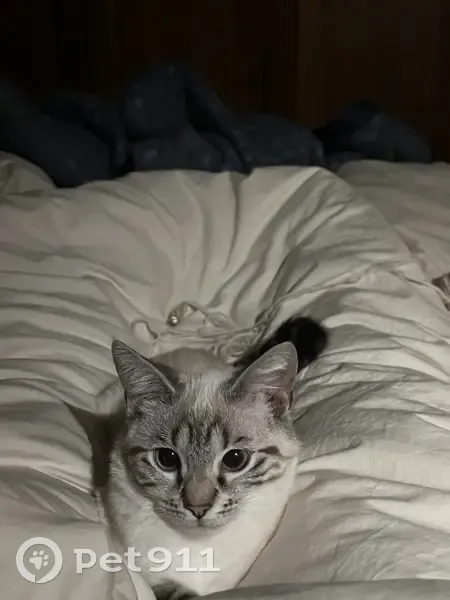 Ciri, Chaton Perdu à Castelnau - photo