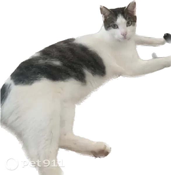 Chat blanc tigré perdu à Chamant - photo