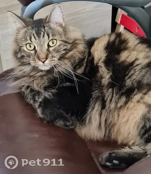 Chat européen poilu perdu à Monceau - photo