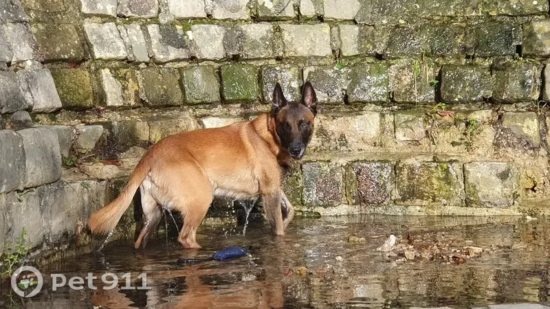 Berger Malinois Perdu - Guyancourt - photo