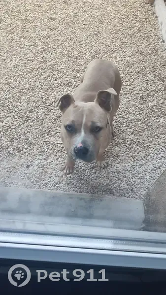Staffy femelle sympa trouvée - photo