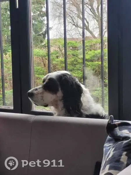 Jango, Setter perdu à Soisy - photo