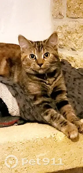 Chatte tigrée perdue à Faremoutiers - photo