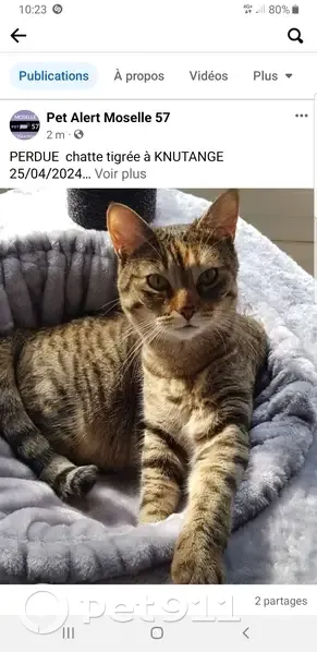 Chat tigré perdu à Knutange - photo