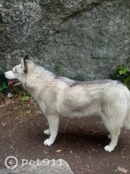 Chien husky trouvé à St-Martin - photo